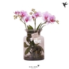 Phalaenopsis overig roze (enkele ta