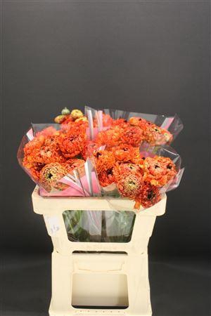 <h4>Ran Rom Poodle Mudassar</h4>