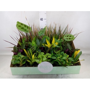 Planten  ..mix