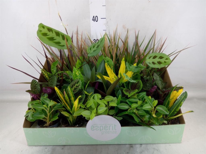 <h4>Planten  ..mix</h4>