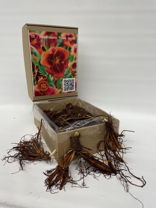 <h4>BOLBLOEMEN OV</h4>