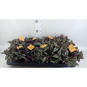 Tradescantia zebr. 'Purpusii'