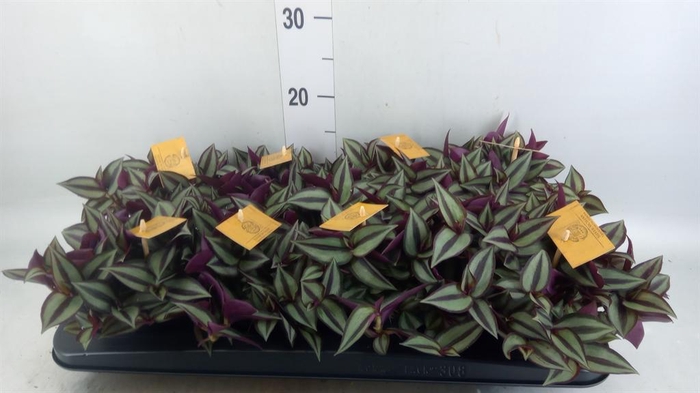 <h4>Tradescantia zebr. 'Purpusii'</h4>