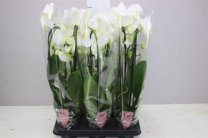 <h4>Phal Cascade Wit 2 Tak</h4>