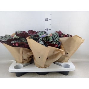 Begonia BD 'MagicColours Fedor'