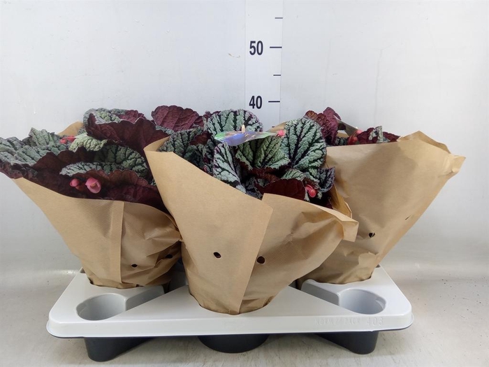 <h4>Begonia BD 'MagicColours Fedor'</h4>