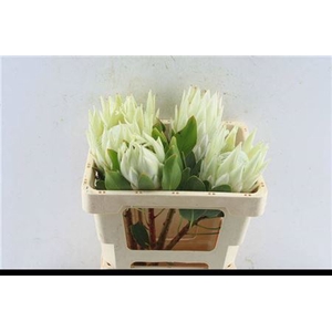 Protea Cynaroides White