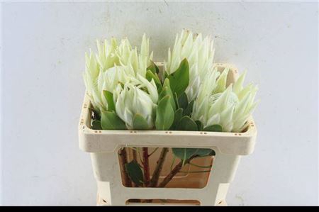 <h4>Protea Cynaroides White</h4>