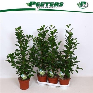 Fic Mi Moclame 3 Stek