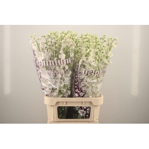 Delph El Dewi Siberia White