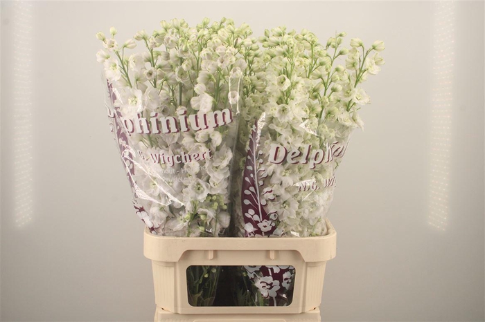 <h4>Delph El Dewi Siberia White</h4>