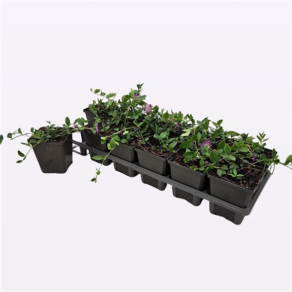 <h4>Vinca Minor 'Atropurpurea'</h4>