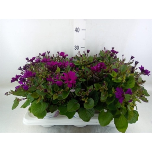 Pericallis cr. 'Mandala Magenta'