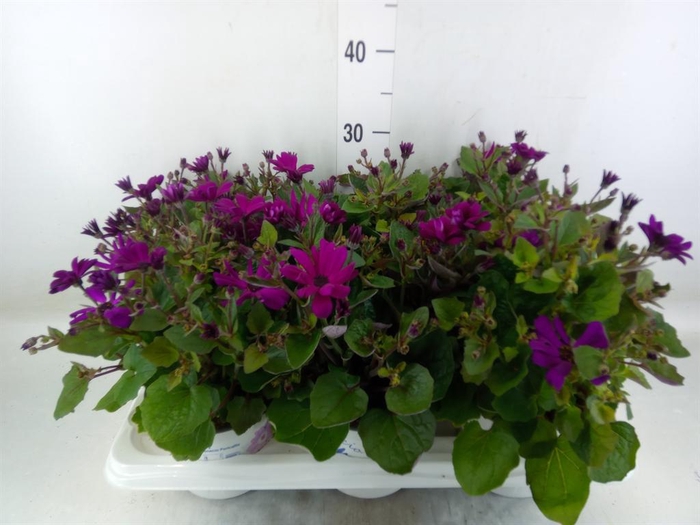 <h4>Pericallis cr. 'Mandala Magenta'</h4>