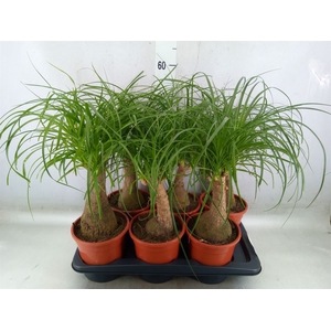Beaucarnea recurvata