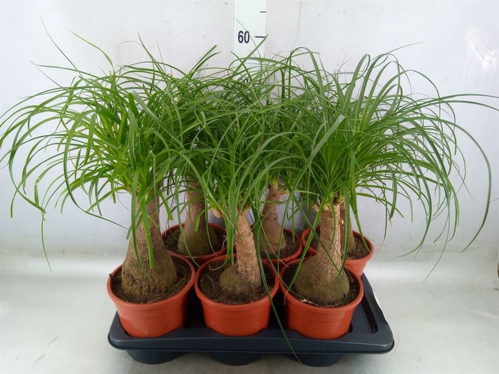 <h4>Beaucarnea recurvata</h4>