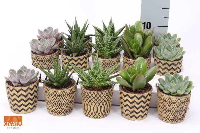 <h4>SUCC GEM 5 SRT</h4>