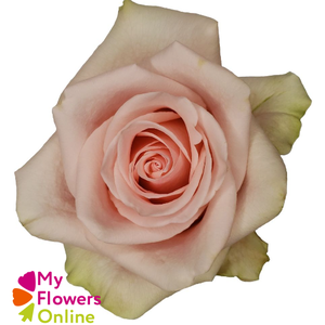 R Gr Salma Cream Pink 50cm EC