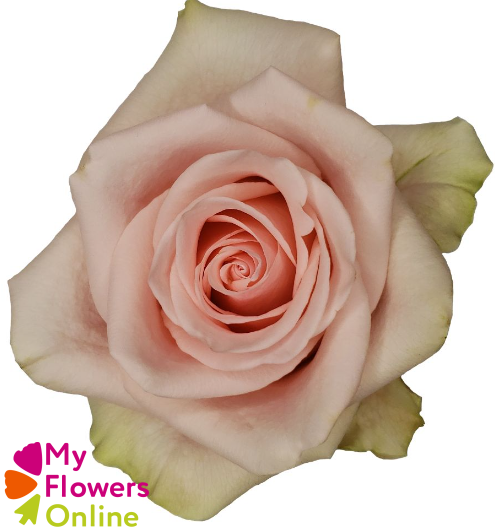 <h4>R Gr Salma Cream Pink 50cm EC</h4>