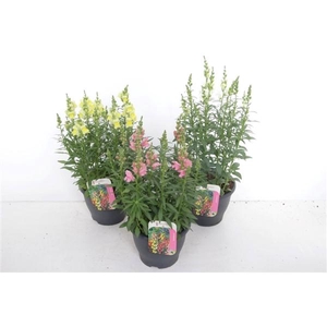 Antirrhinum majus overig
