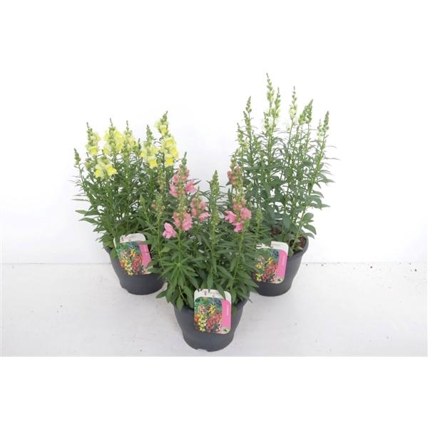 <h4>Antirrhinum majus overig</h4>