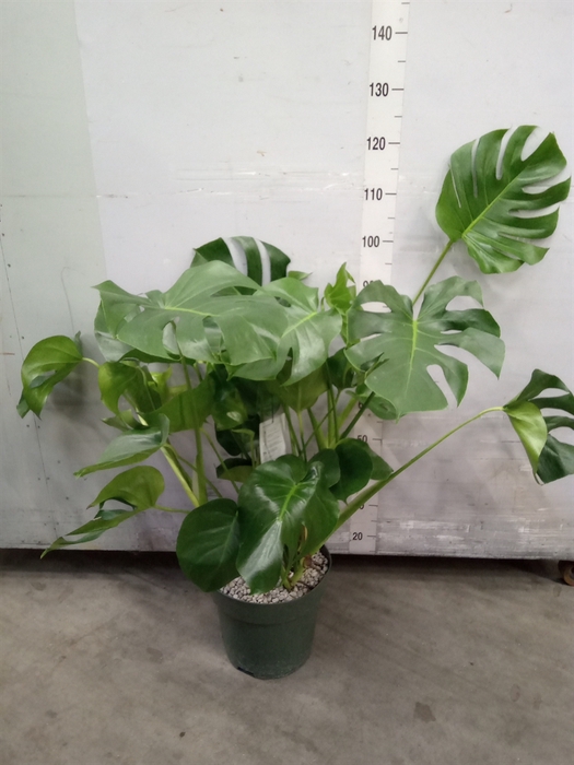 <h4>Monstera delic.</h4>