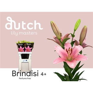 LI LA BRINDISI 4+