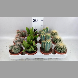 Cactus   ...mix