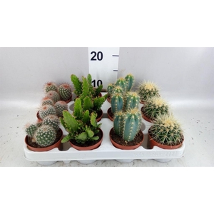 Cactus   ...mix