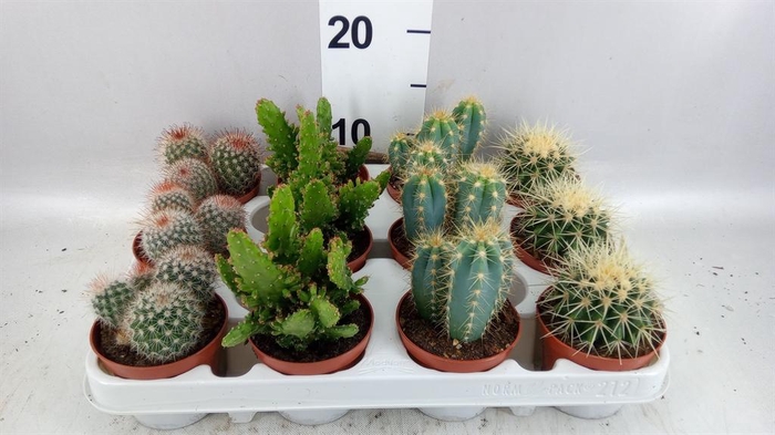 <h4>Cactus   ...mix</h4>