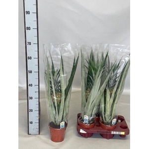 ANANAS CHAMPACA