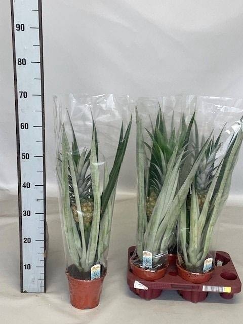 <h4>ANANAS CHAMPACA</h4>