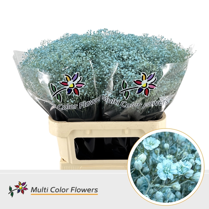 <h4>Gyps Fijn Blauw licht</h4>