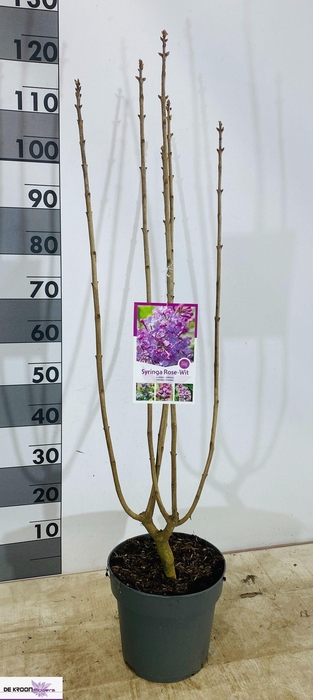 <h4>SYRI VULGARIS</h4>