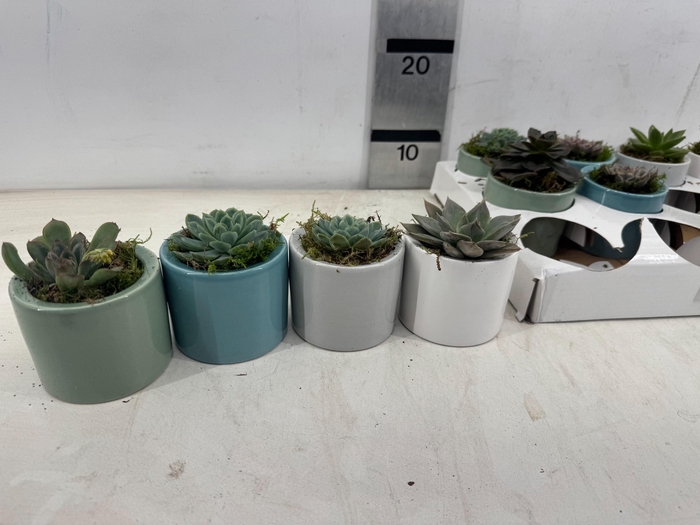 <h4>ARR SUCCULENTEN</h4>