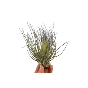 tillandsia magnusiana