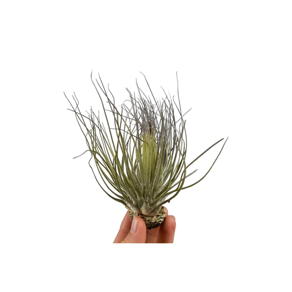 <h4>tillandsia magnusiana</h4>