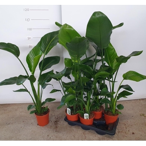 STRELITZIA NICOLAI