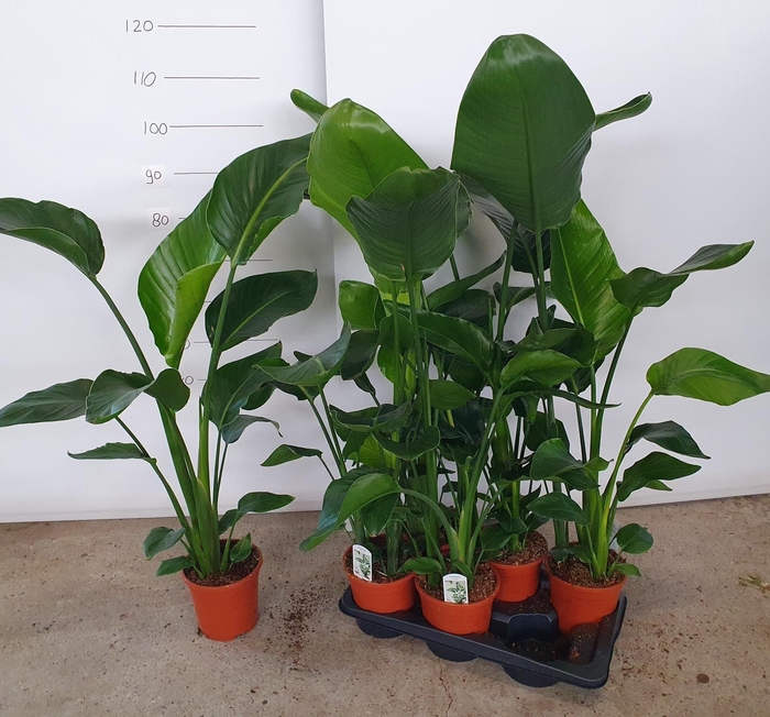<h4>STRELITZIA NICOLAI</h4>