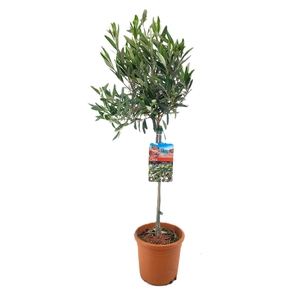 Olea europaea