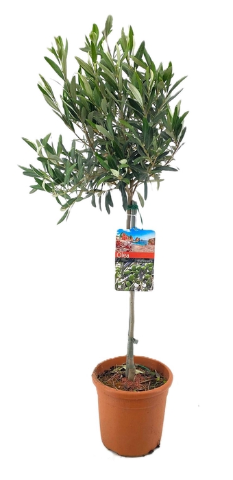 <h4>Olea europaea</h4>