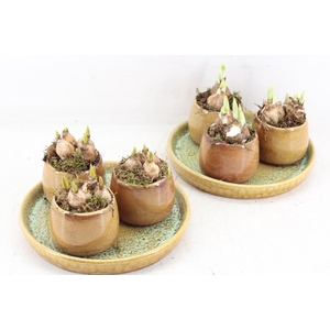 arr2 Bollenmix MB - Ker. plateau 3pot x4