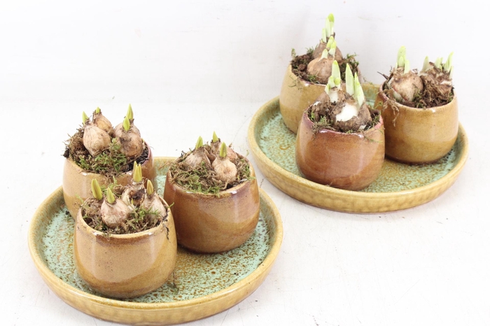 <h4>arr2 Bollenmix MB - Ker. plateau 3pot x4</h4>