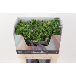 Alst Fl Charmelia