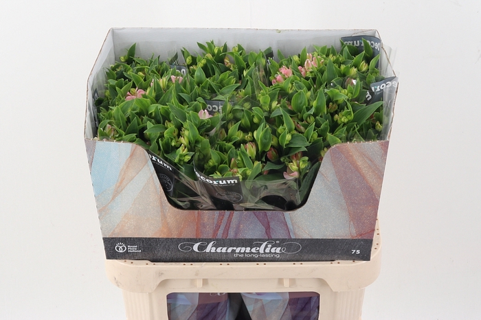 <h4>Alst Fl Charmelia</h4>