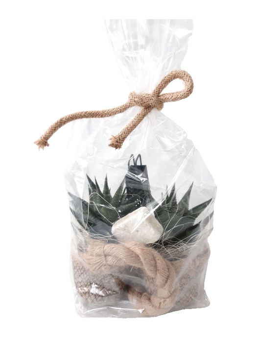 <h4>Arr.   Kamerplant Groen L%</h4>