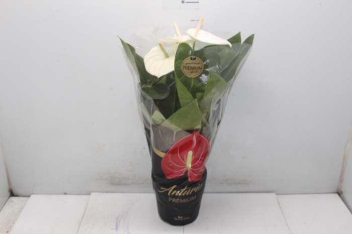 <h4>ANTHURIUM ALASKA P17 PREMIUM</h4>