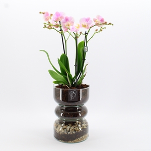 PHAL-2420RZ Phalaenopsis creatie