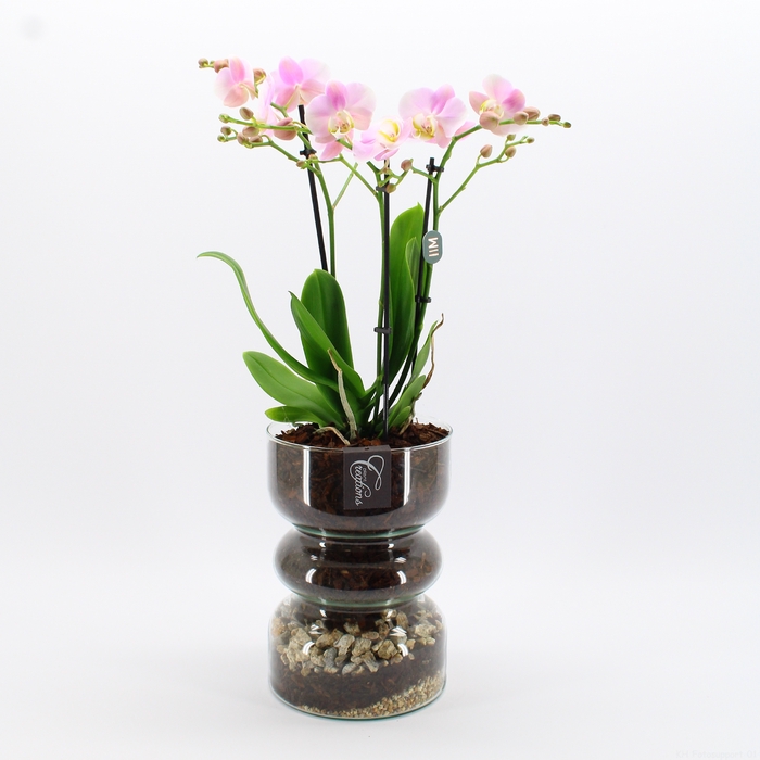 <h4>PHAL-2420RZ Phalaenopsis creatie</h4>