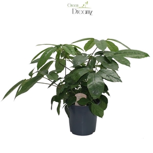 Schefflera Actinophylla